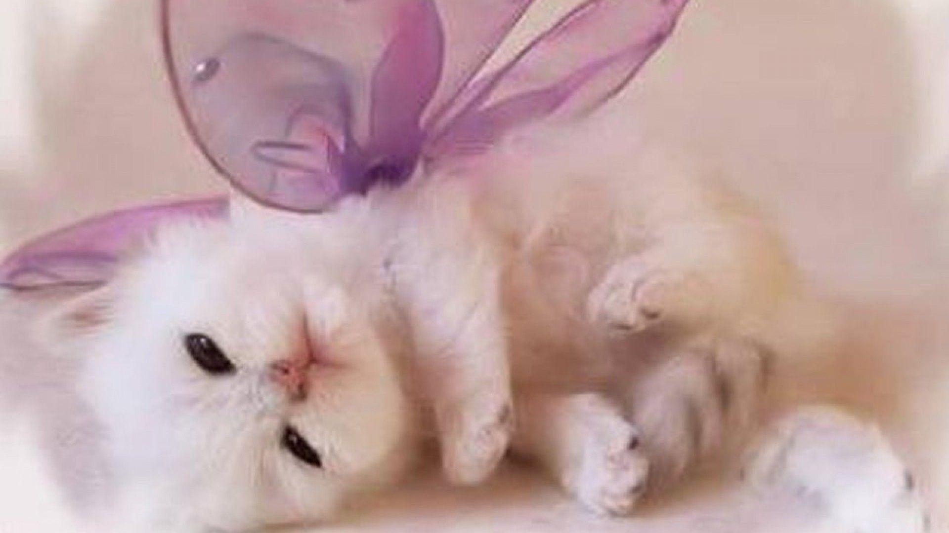 Pink Cat Desktop Wallpapers - Top Free Pink Cat Desktop Backgrounds - WallpaperAccess