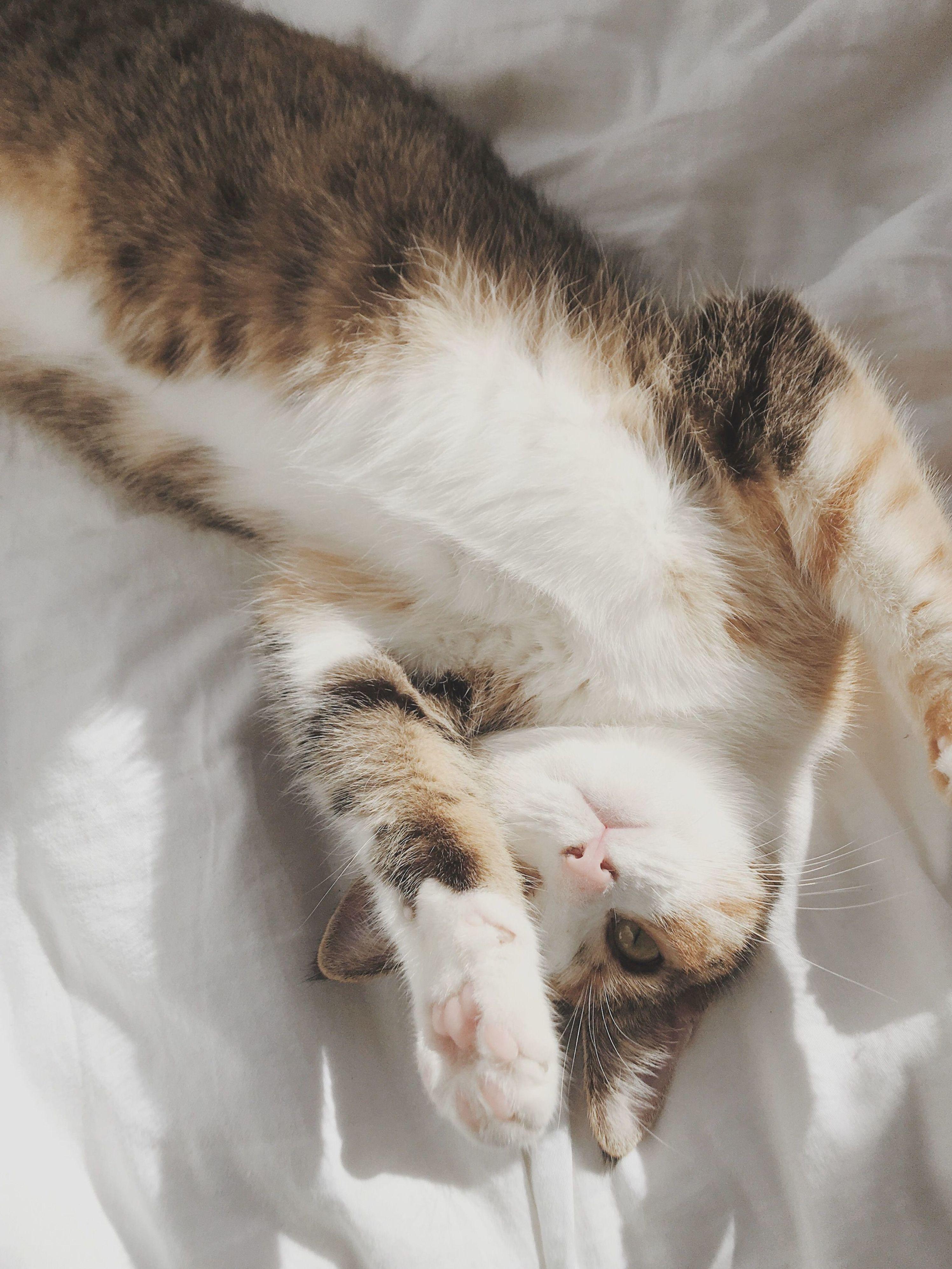 2994x3991 Kitten. Cute. Animals. Calico. Cat. White. Aesthetic. Cat aesthetic, Calico kitten, Calico cat
