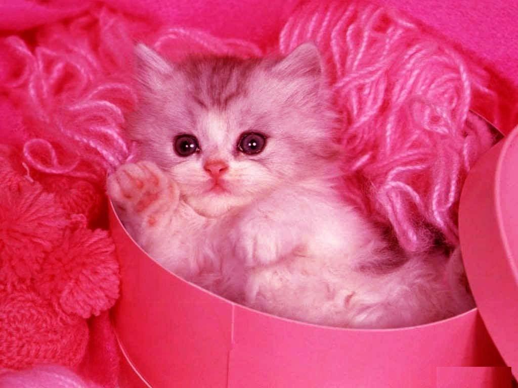 Pink Cat Desktop Wallpapers - Top Free Pink Cat Desktop Backgrounds