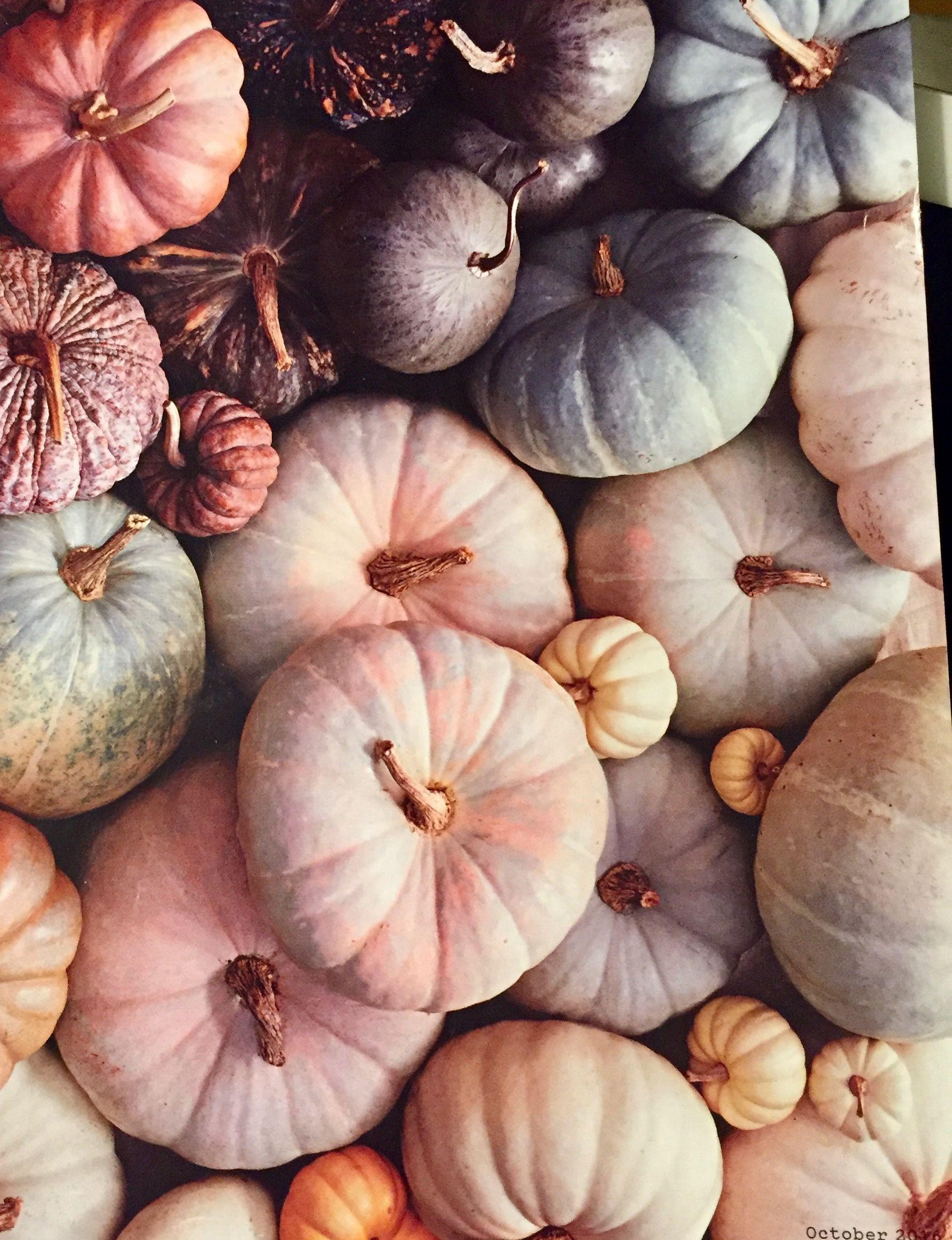 Download Pink Pumpkin  A Colorful Festive Treat Wallpaper  Wallpaperscom