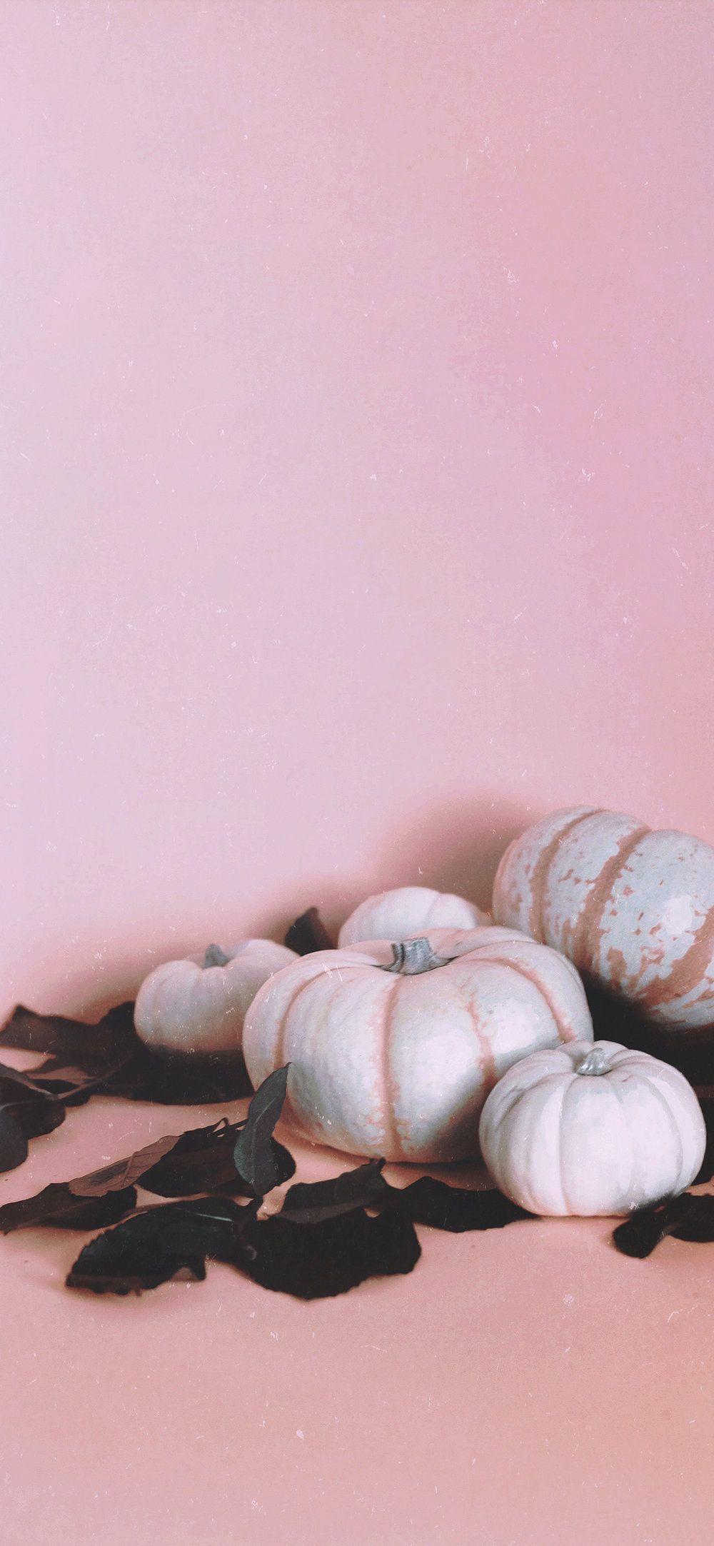 pink pumpkins HD wallpapers  Pxfuel
