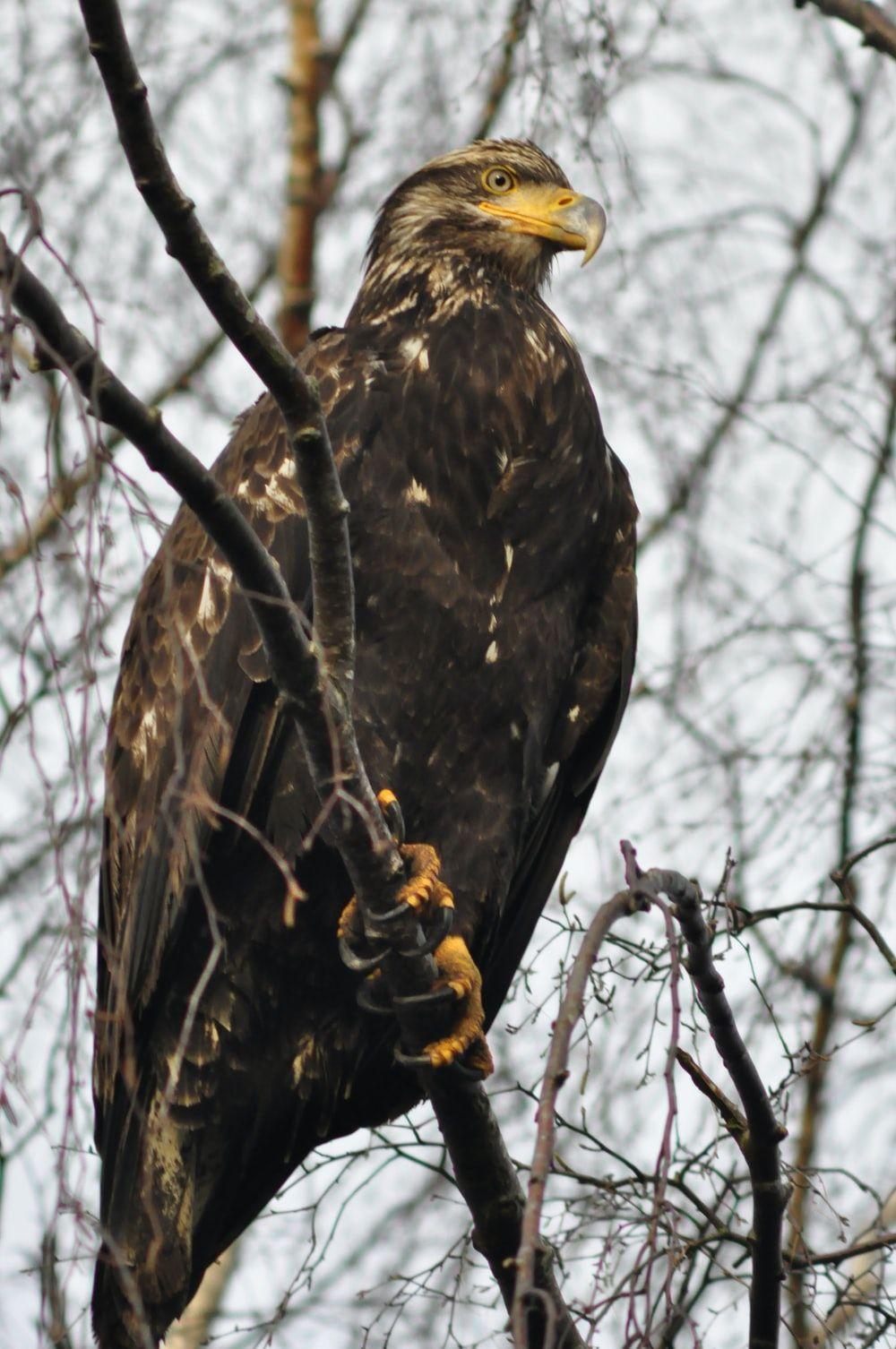 1000x1506 Golden Eagle Picture [HD]. Download Free Image
