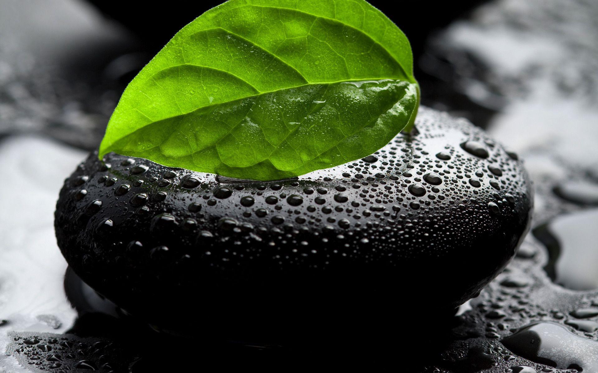 1920x1200 Wet Stones Zen Rocks Leaves Water Drops Water HD wallpaper. nature