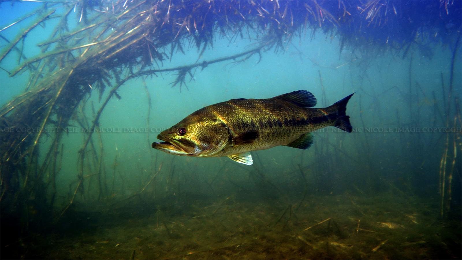HD wallpaper large mouth bass mounted taxidermy fish fishing bass  fishing  Wallpaper Flare