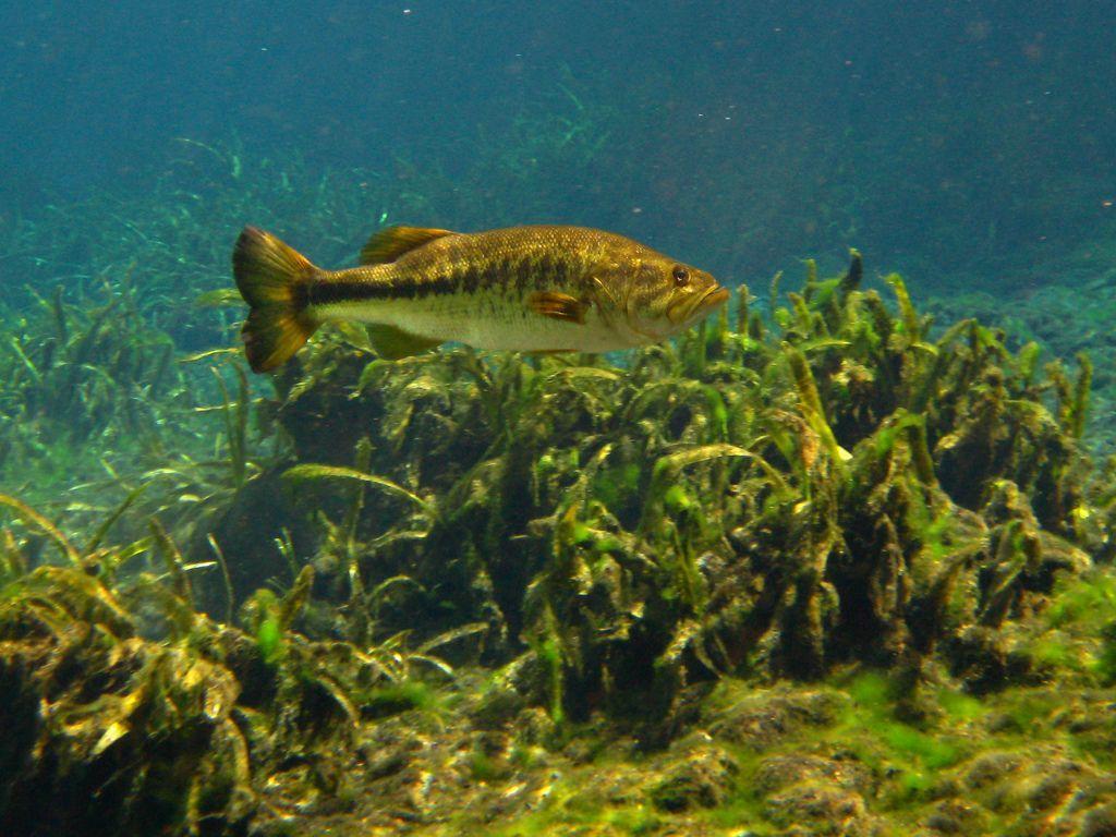 1024x768 Largemouth Bass Wallpaper. Largemouth bass, Bass fishing, Fish