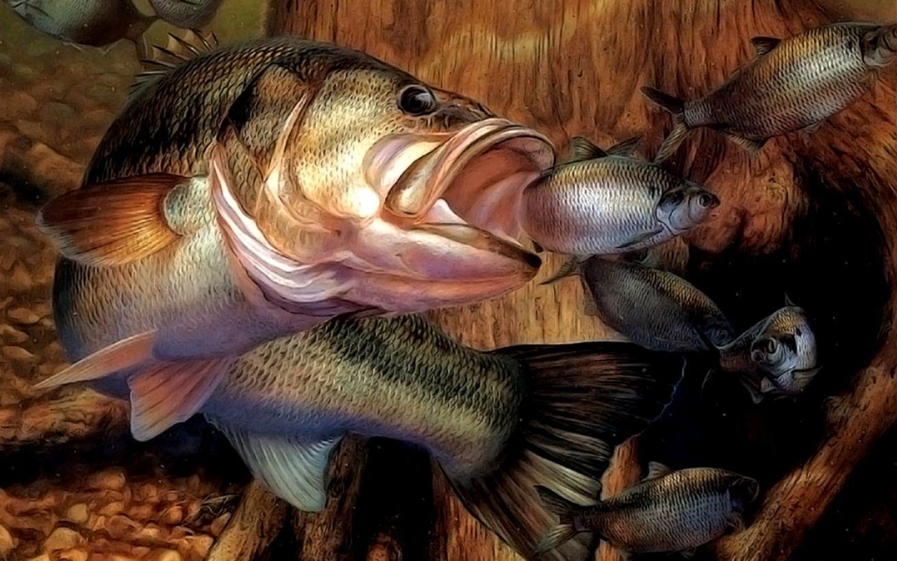 1310x819 Download Bass Wallpaper Fish, HD Background Download