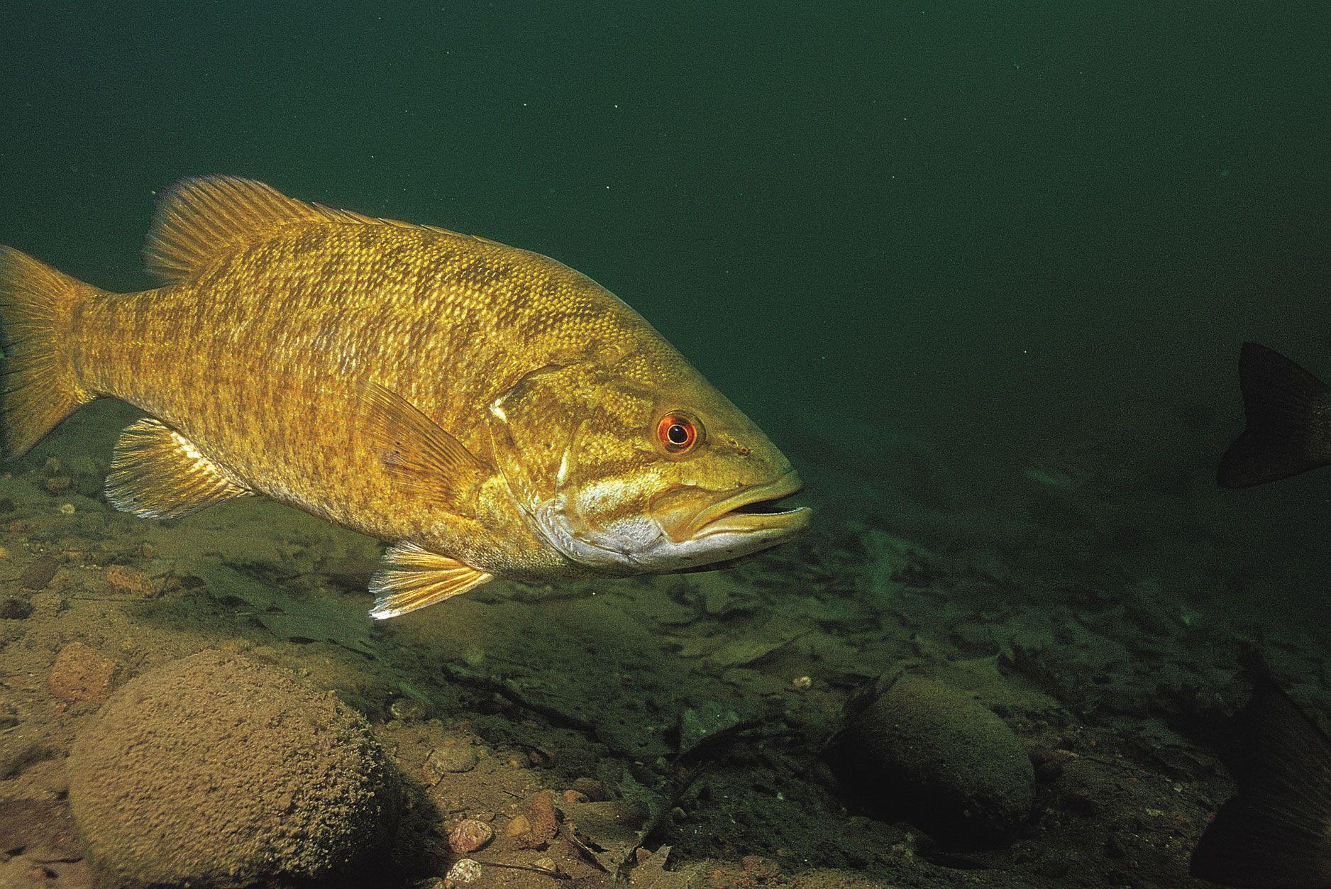 1876x1253 Smallmouth Bass. Smallmouth bass, Bass, Largemouth bass fishing