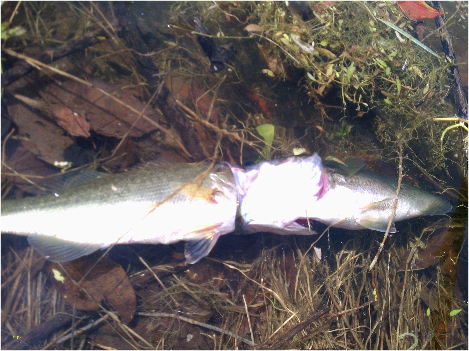 1600x1200 Bass Fishing Desktop Background