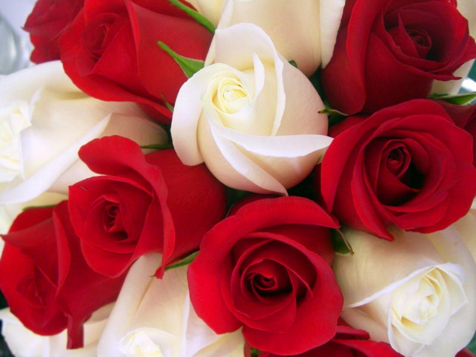 Red and White Rose HD Wallpapers - Top Free Red and White Rose HD  Backgrounds - WallpaperAccess