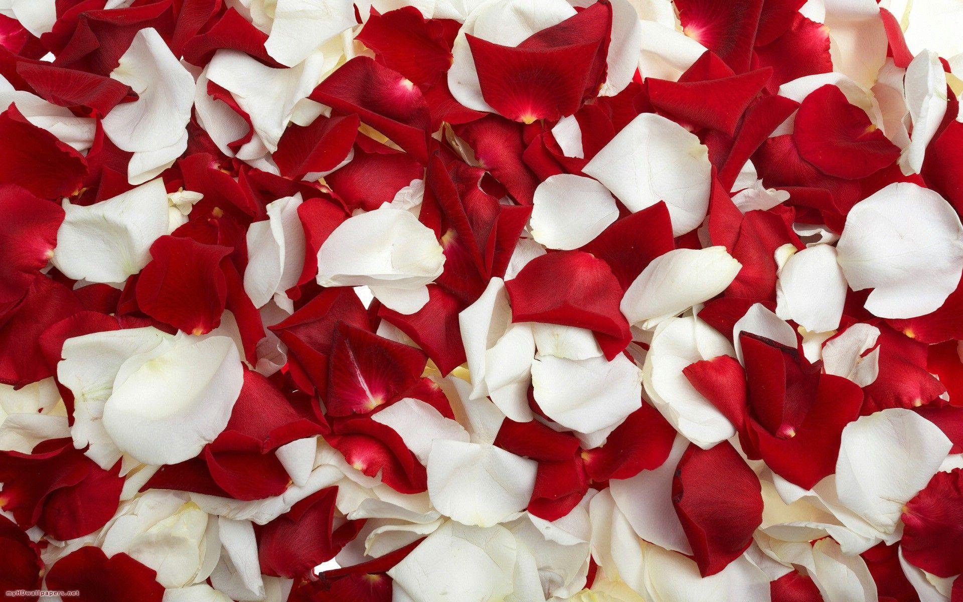 1920x1200 Red White Rose Petals