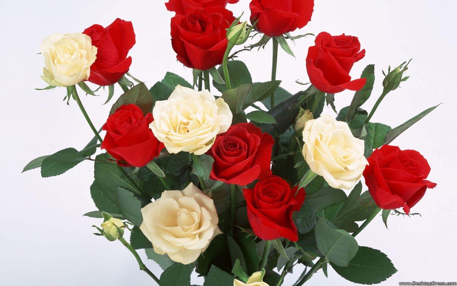 1600x1000 Red And White Roses
