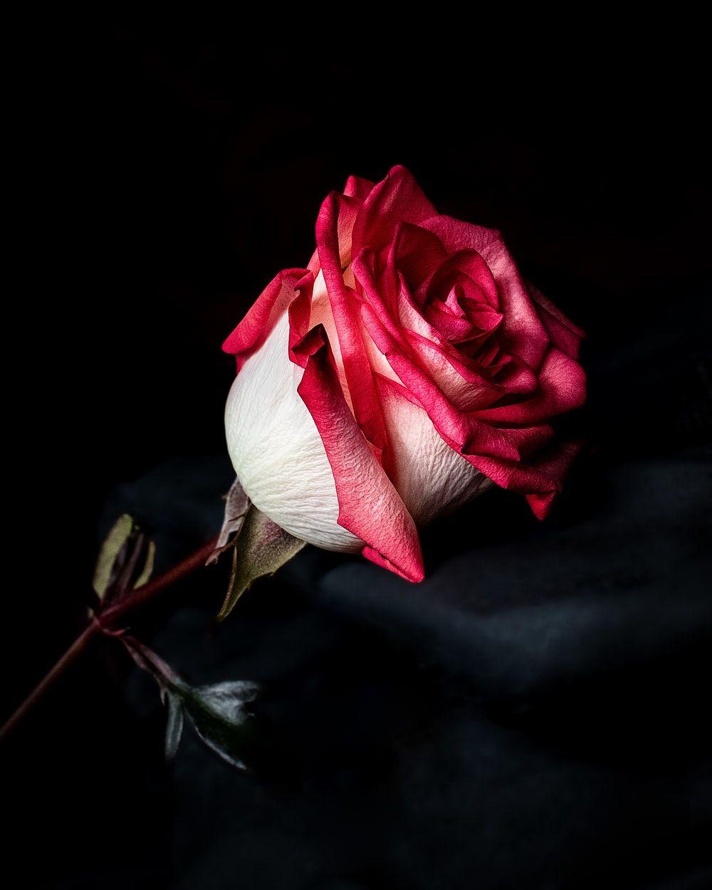 1000x1250 focus photography of red and white rose flower photo
