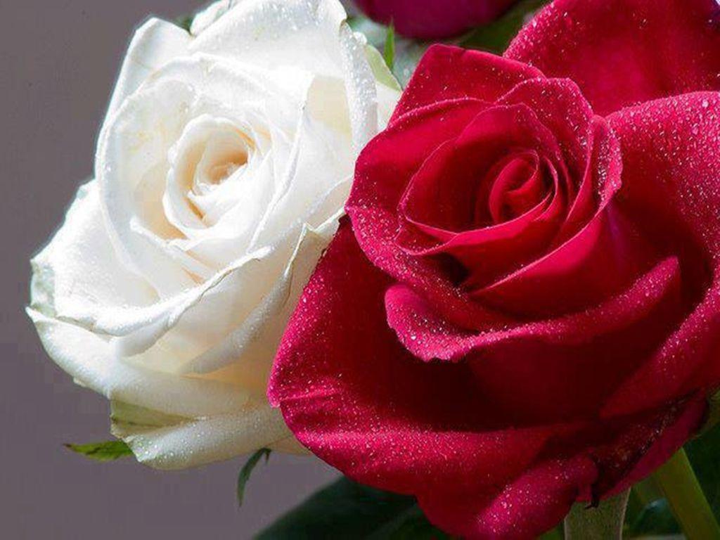 Red and White Rose HD Wallpapers - Top Free Red and White Rose HD