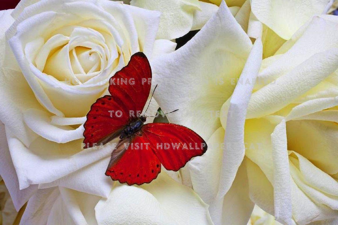 1440x960 butterfly on white roses lovely still life