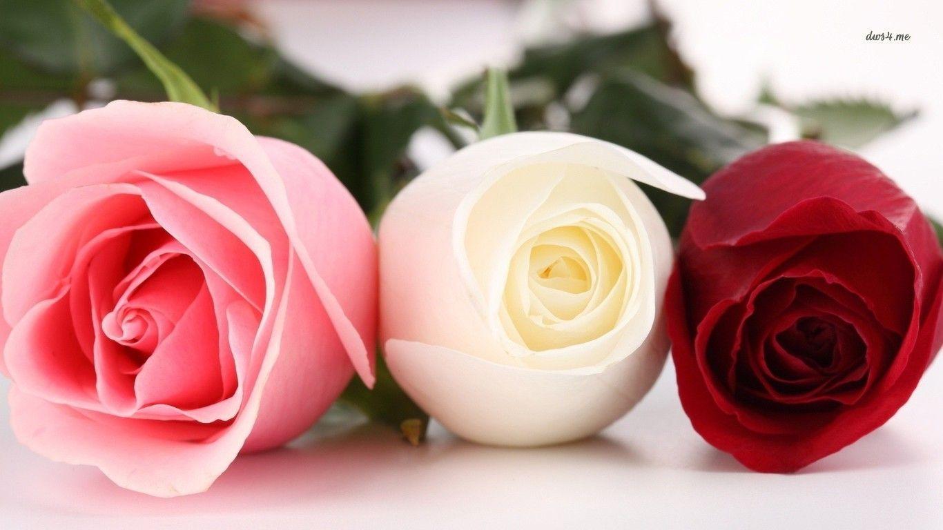 Red and White Rose HD Wallpapers Top Free Red and White Rose HD