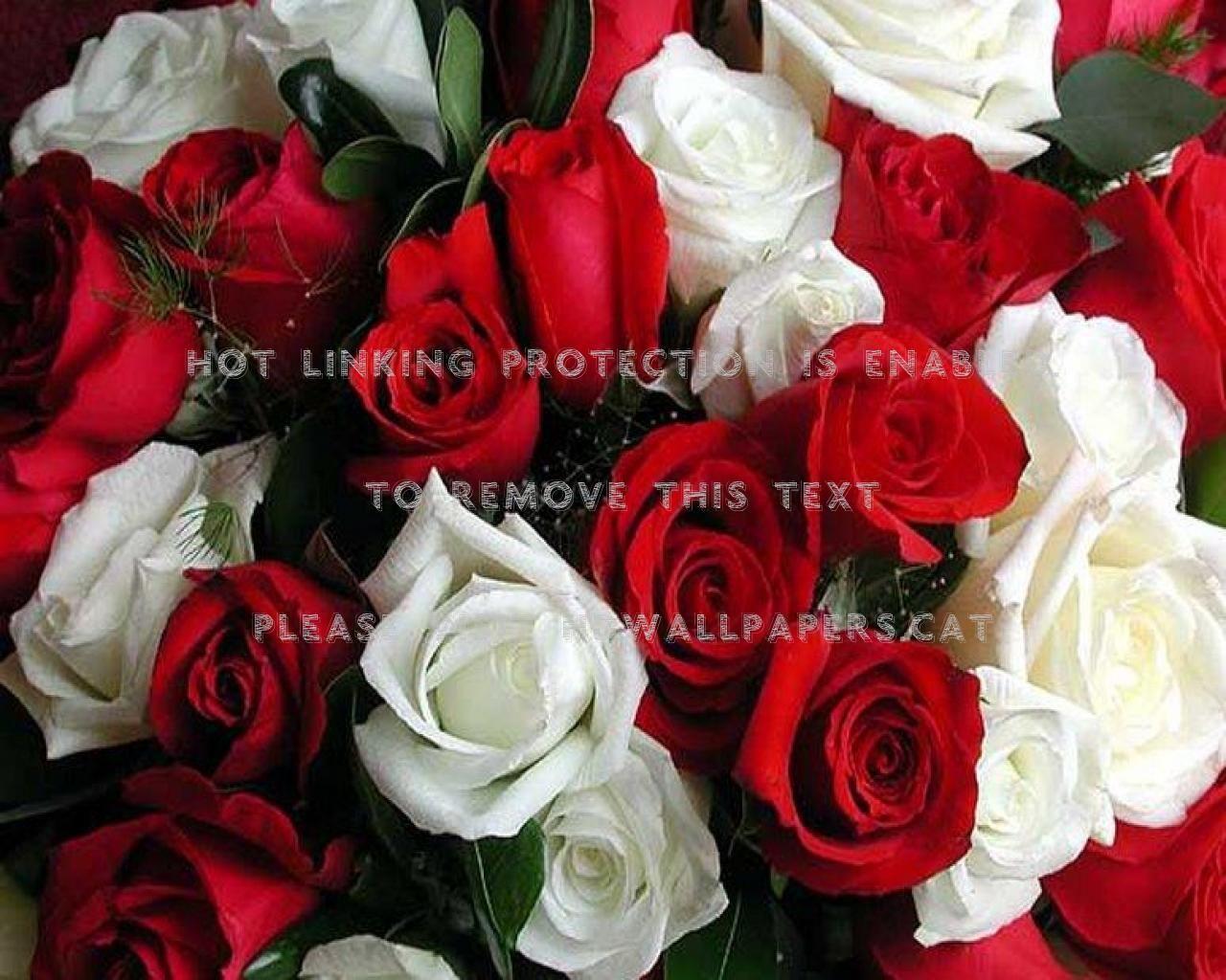 1280x1024 boquet red love flower white rose nature