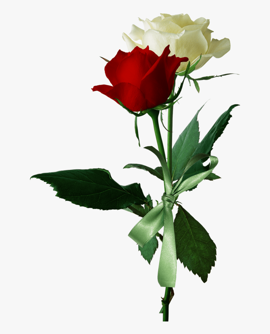 Red and White Rose HD Wallpapers Top Free Red and White Rose HD
