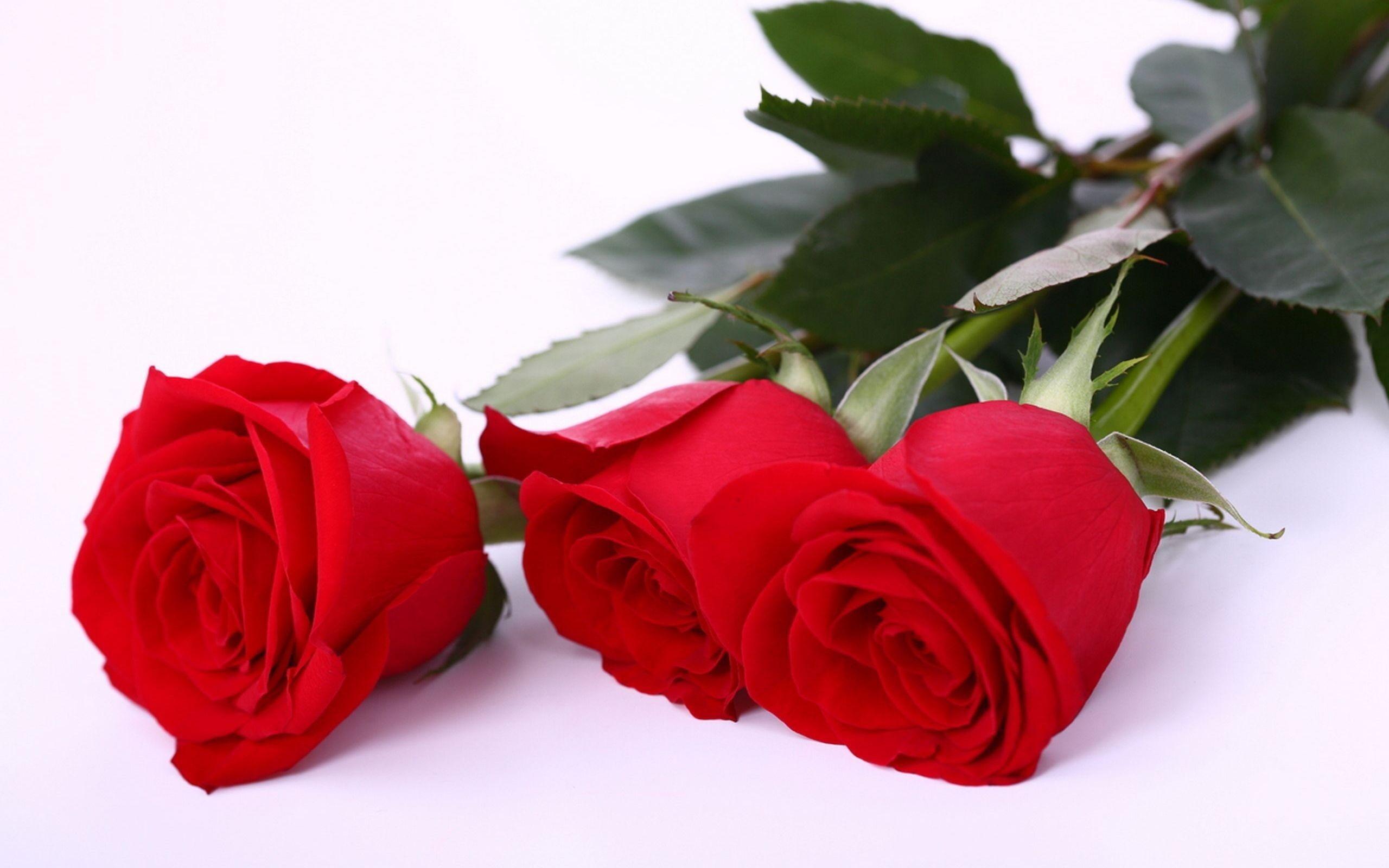 2560x1600 Beautiful Red And White Roses Wallpaper