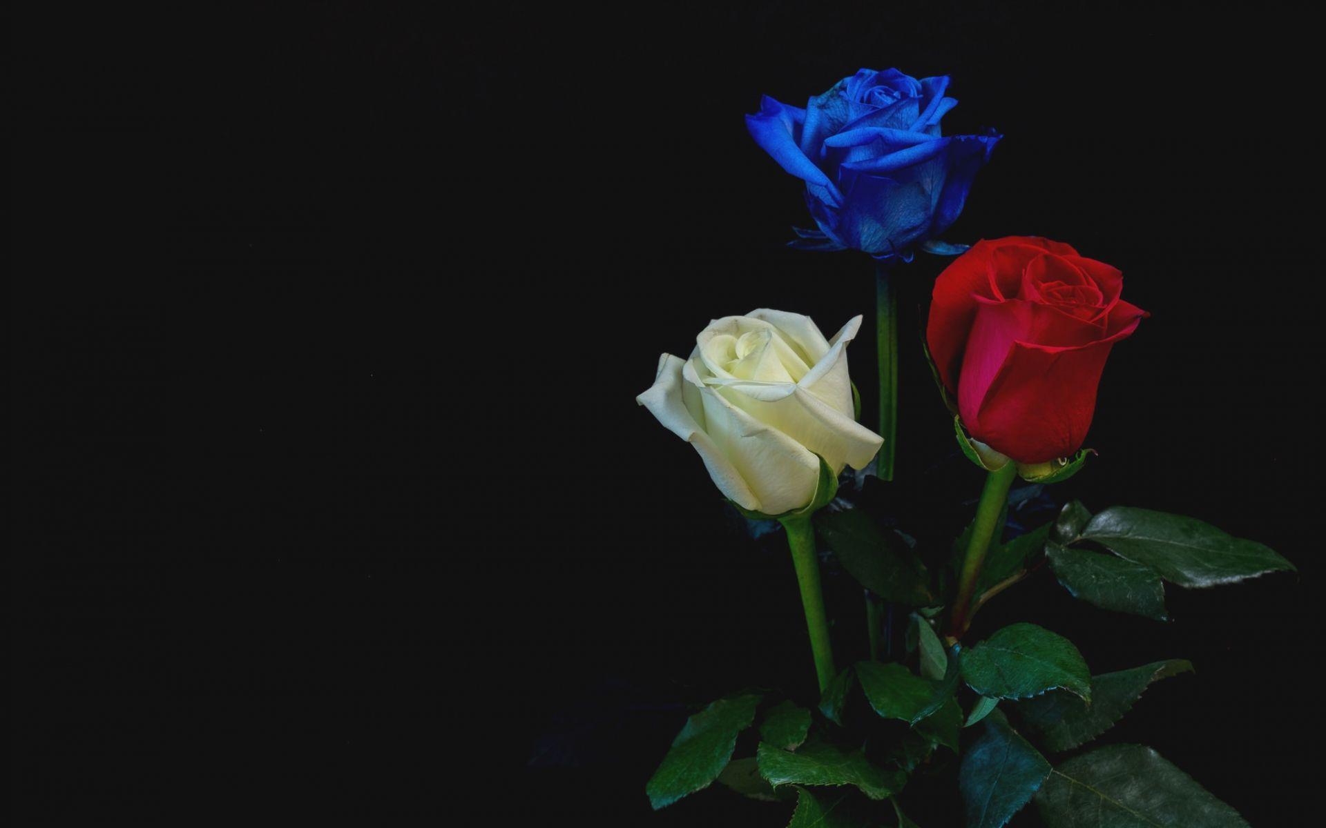 Red and White Rose HD Wallpapers Top Free Red and White Rose HD