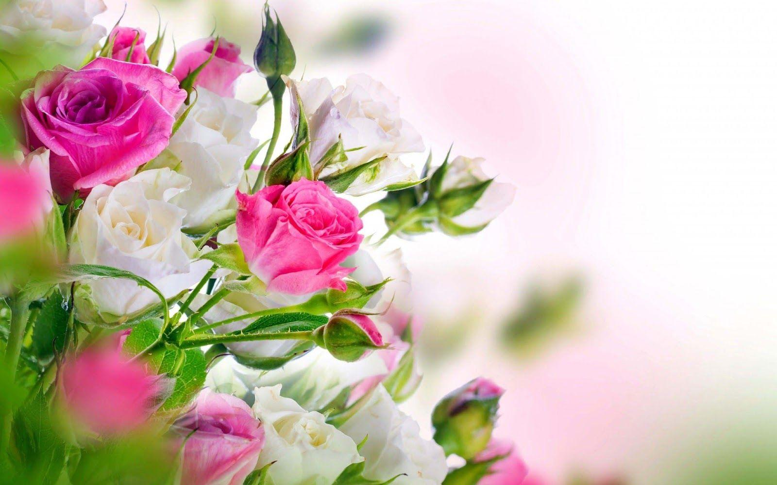 1600x1000 Red And White Roses Wallpaperimage HD Wallpaper