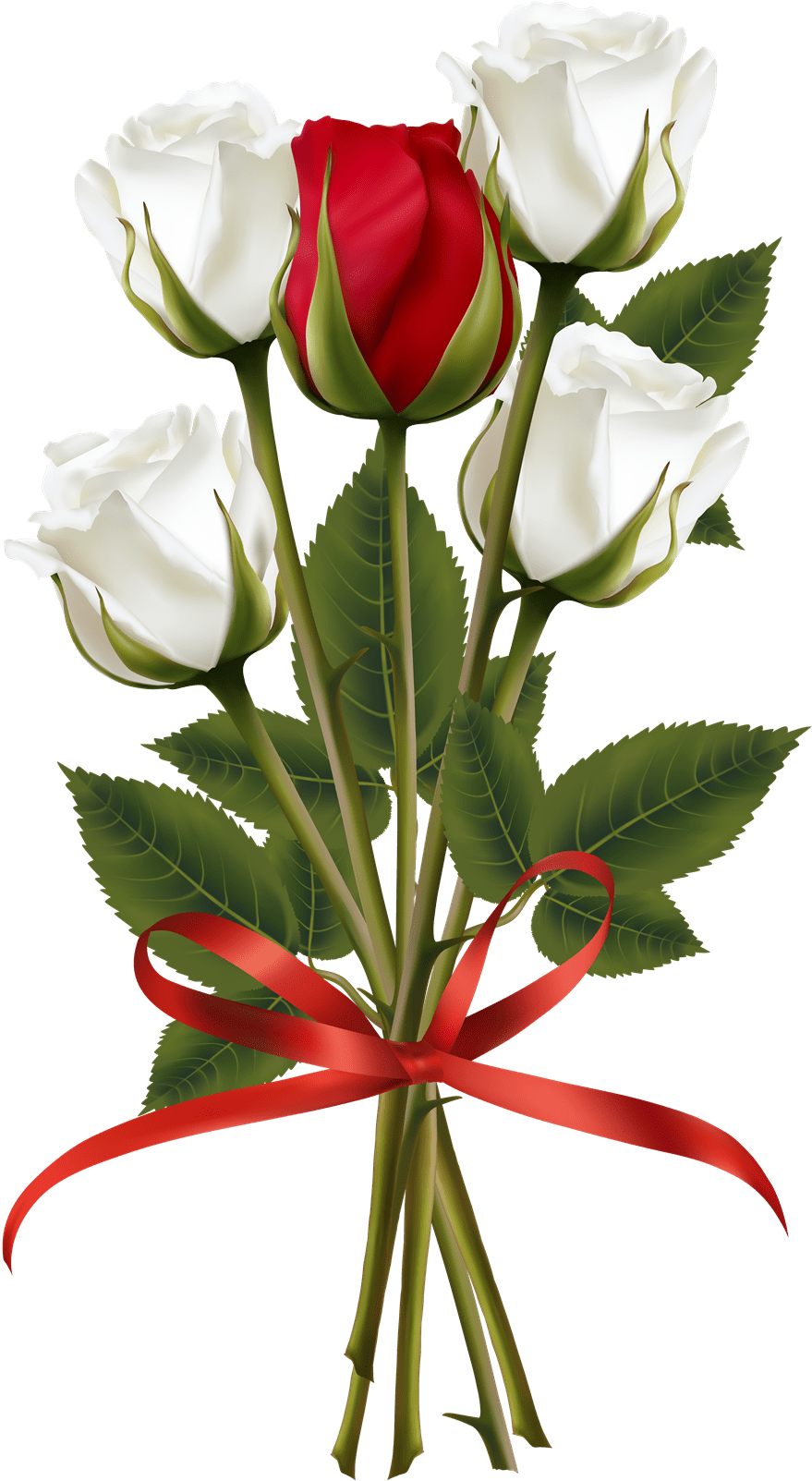 Red and White Rose HD Wallpapers Top Free Red and White Rose HD