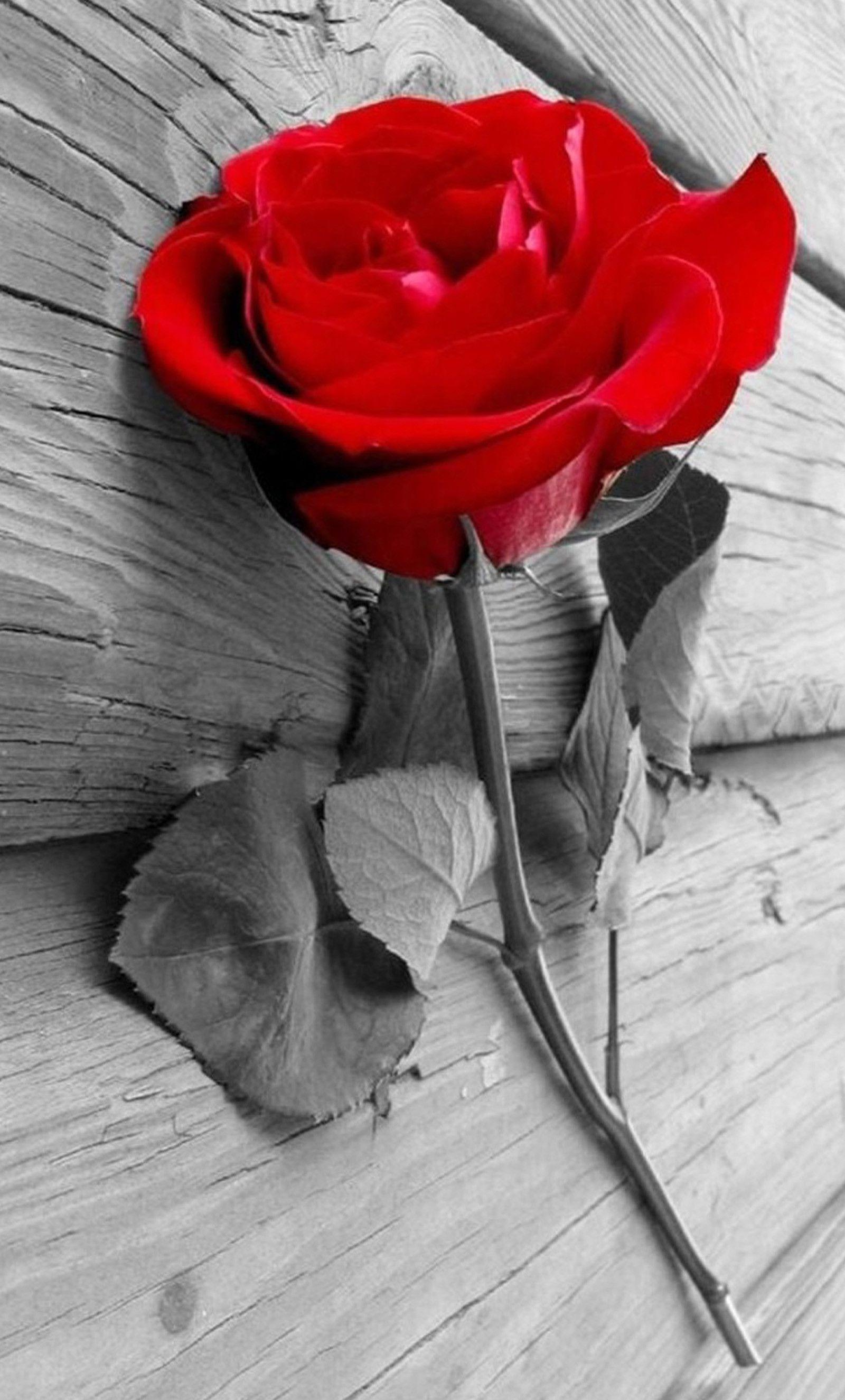 1600x2650 Black and White Pics with Red Rose .