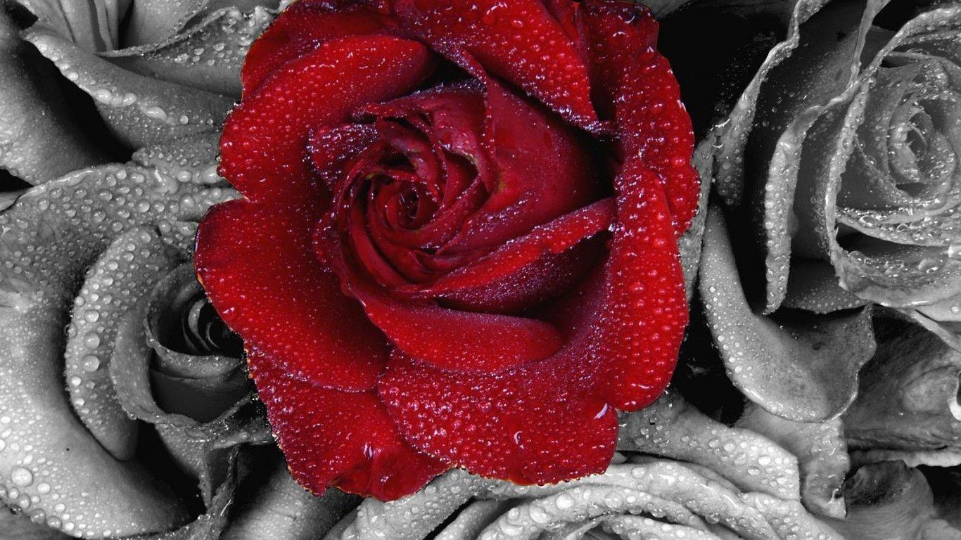 1366x768 Wallpaper Free Hd Red Roses Most Beautiful