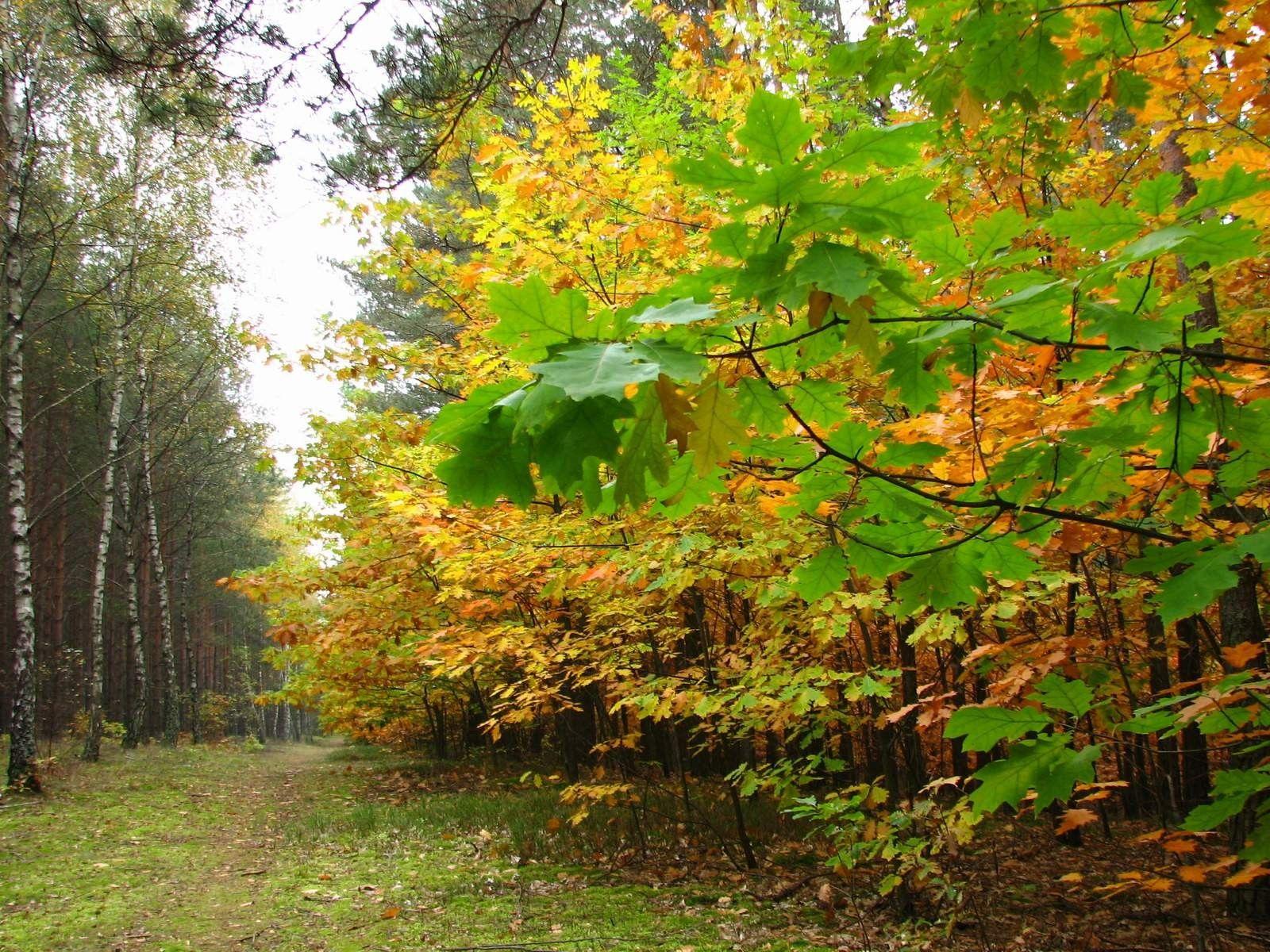 1600x1200 Forests: Enters Leaves Road Trees Relax Forest Birch Pine Walk