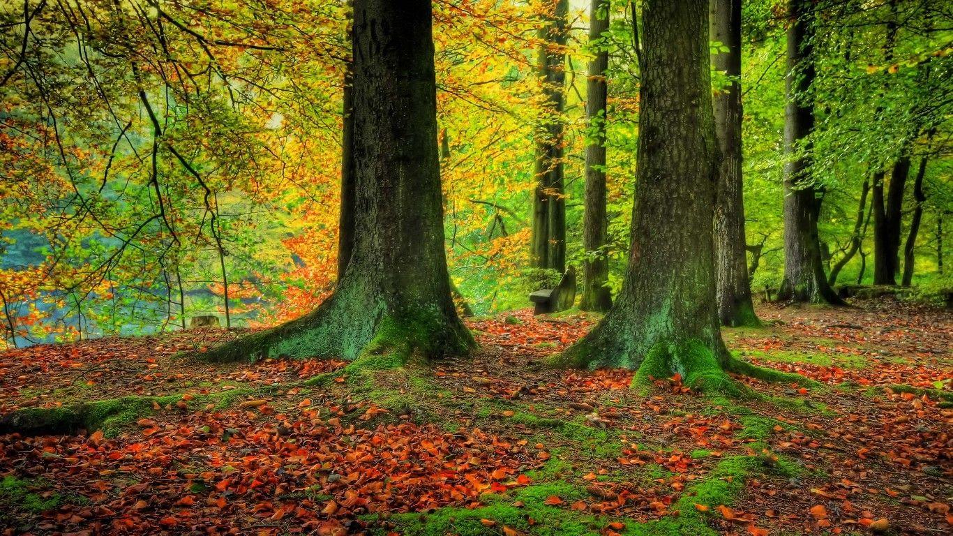 1366x768 Forests: Forest Birch Moss Alder Land Road Relax Trees Pine Autumn