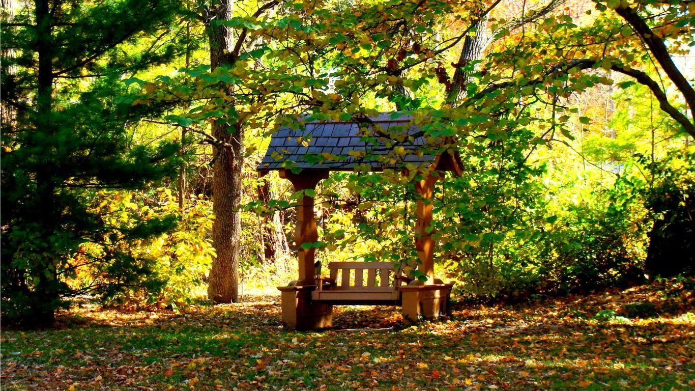 1366x768 Forests: Enters Leaves Road Trees Relax Forest Birch Pine Walk