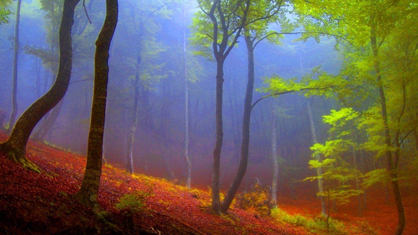 1366x768 Forests: Enters Leaves Road Trees Relax Forest Birch Pine Walk
