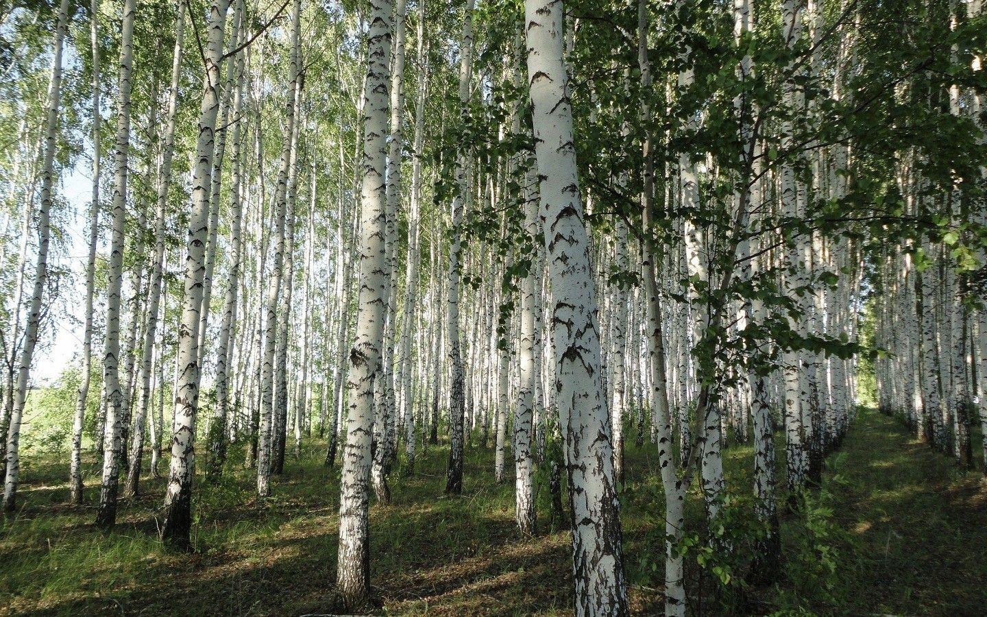 1440x900 Birch Tag wallpaper: Birch Fresh Sky Nature Blue Tree Green