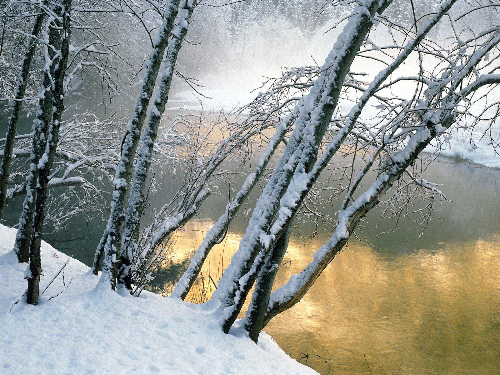 1600x1200 Alder Trees Wallpaper Winter Nature Wallpaper in jpg format