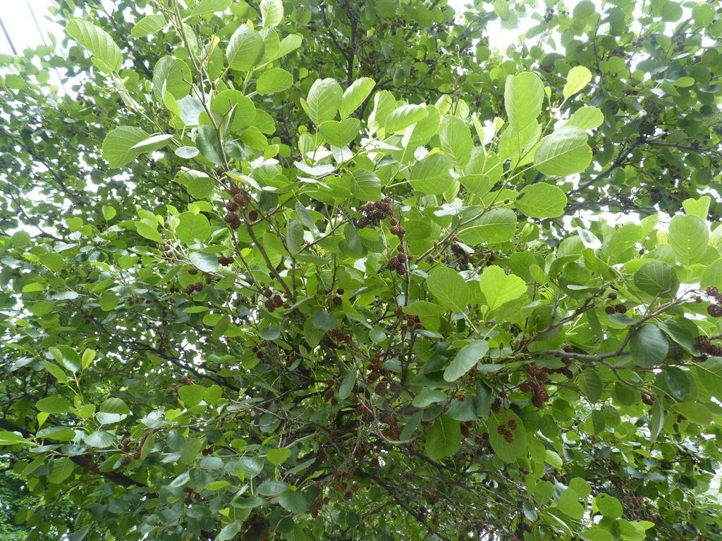 1024x768 Albion Trees European Alder