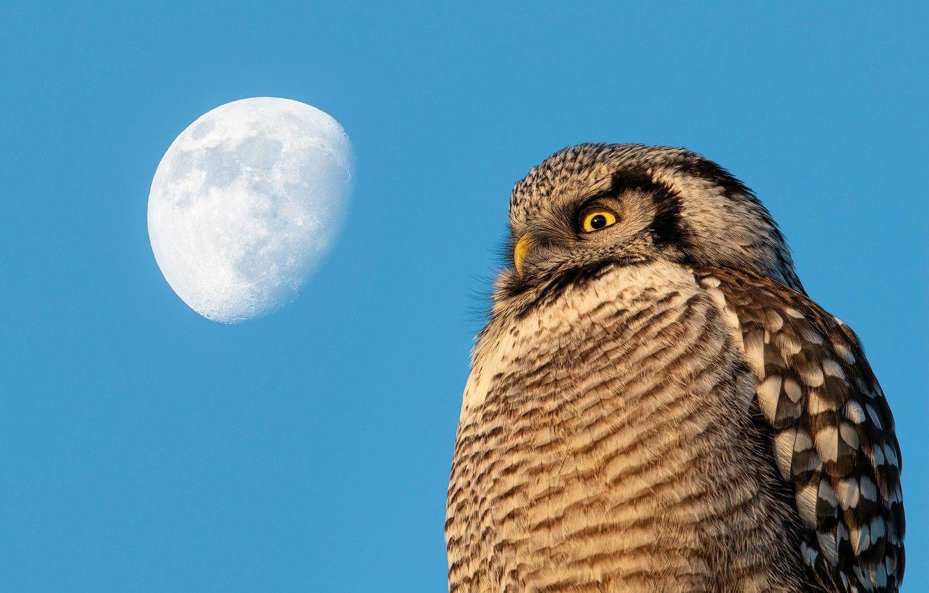 1332x850 Wallpaper the sky, look, blue, owl, bird, the moon, view, blue background image for desktop, section животные