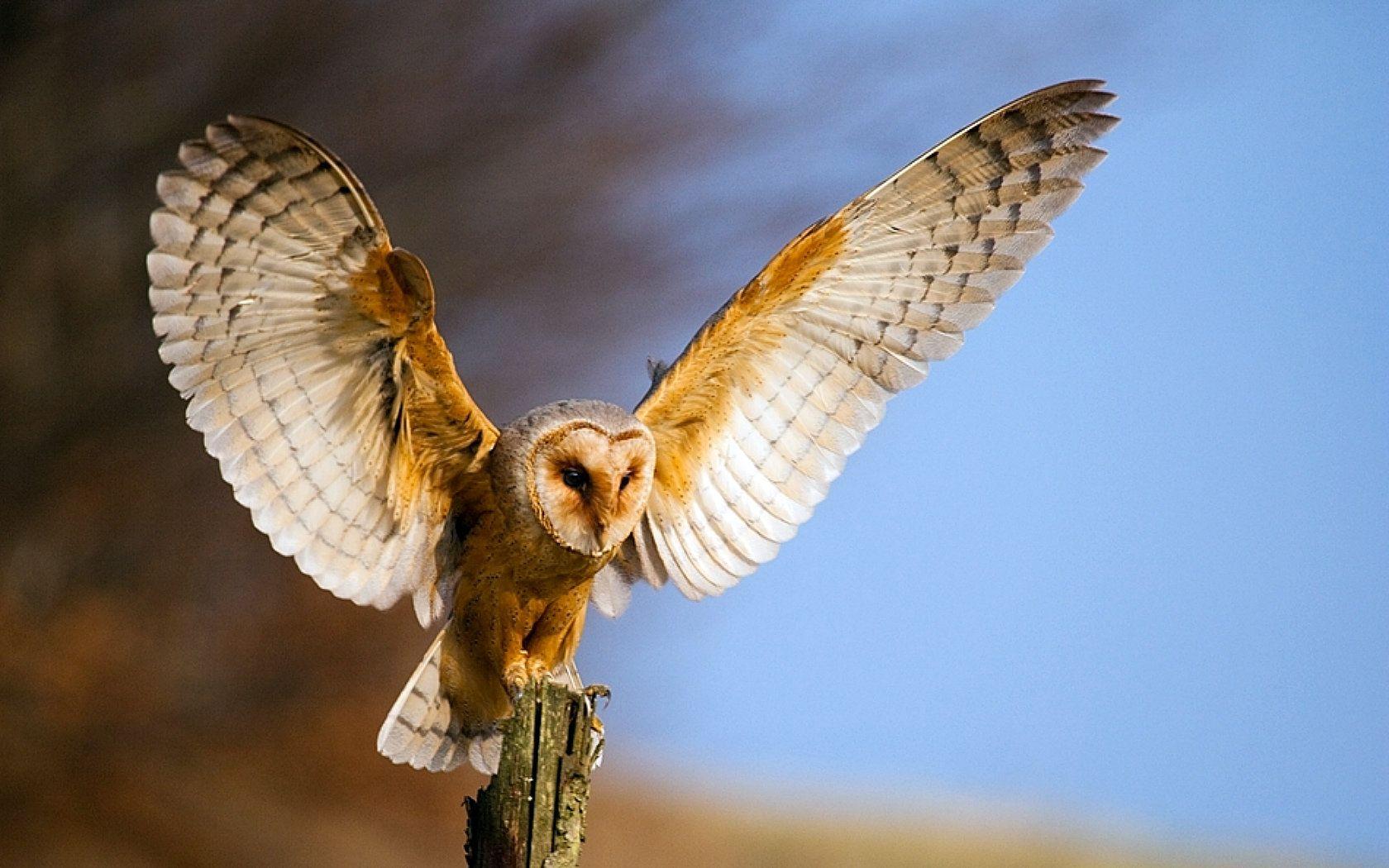 1680x1050 Awesome Barn Owl Free Wallpaper Id Owl Wing Span HD Wallpaper