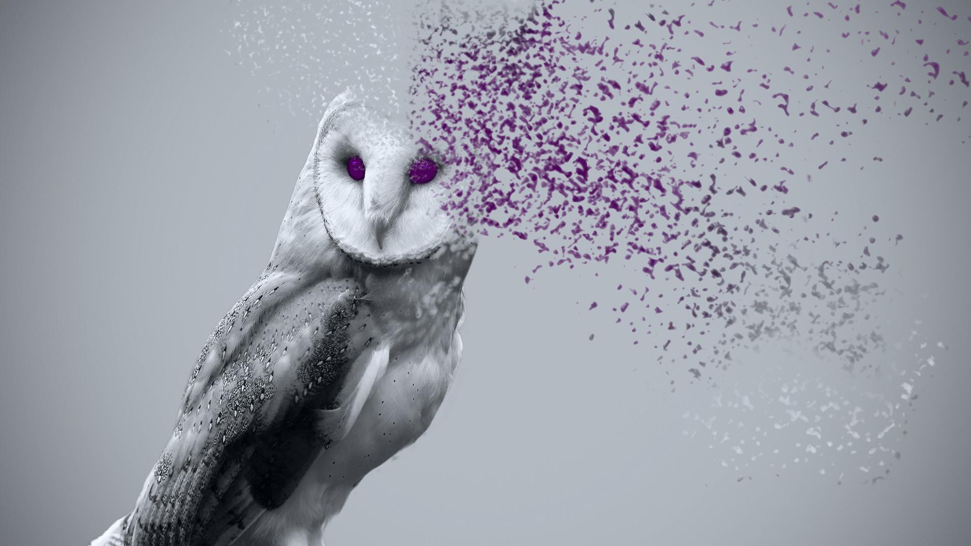 1920x1080 Owl For Computers Wallpaper