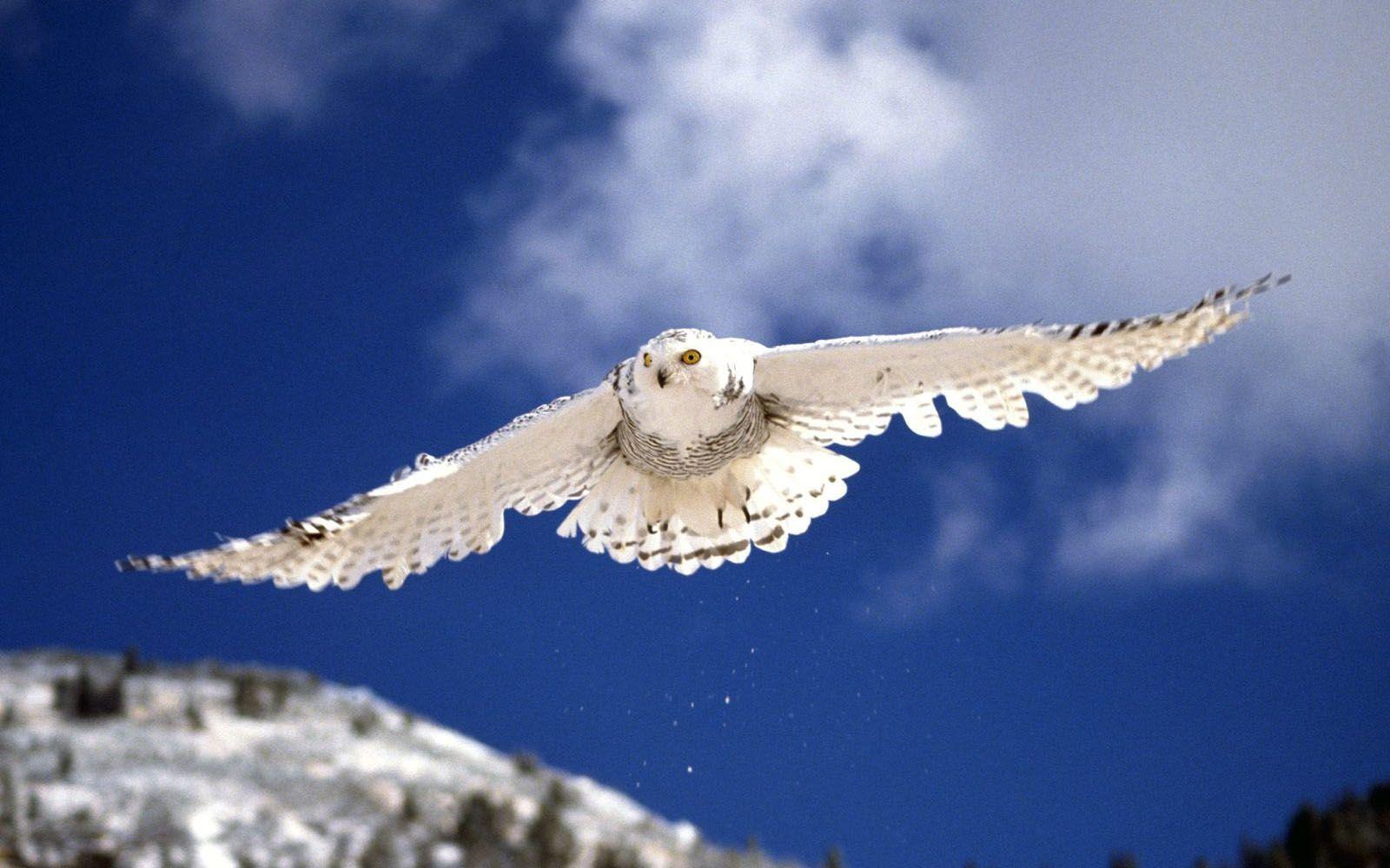 1600x1000 wallpaper: White Owl Wallpaper