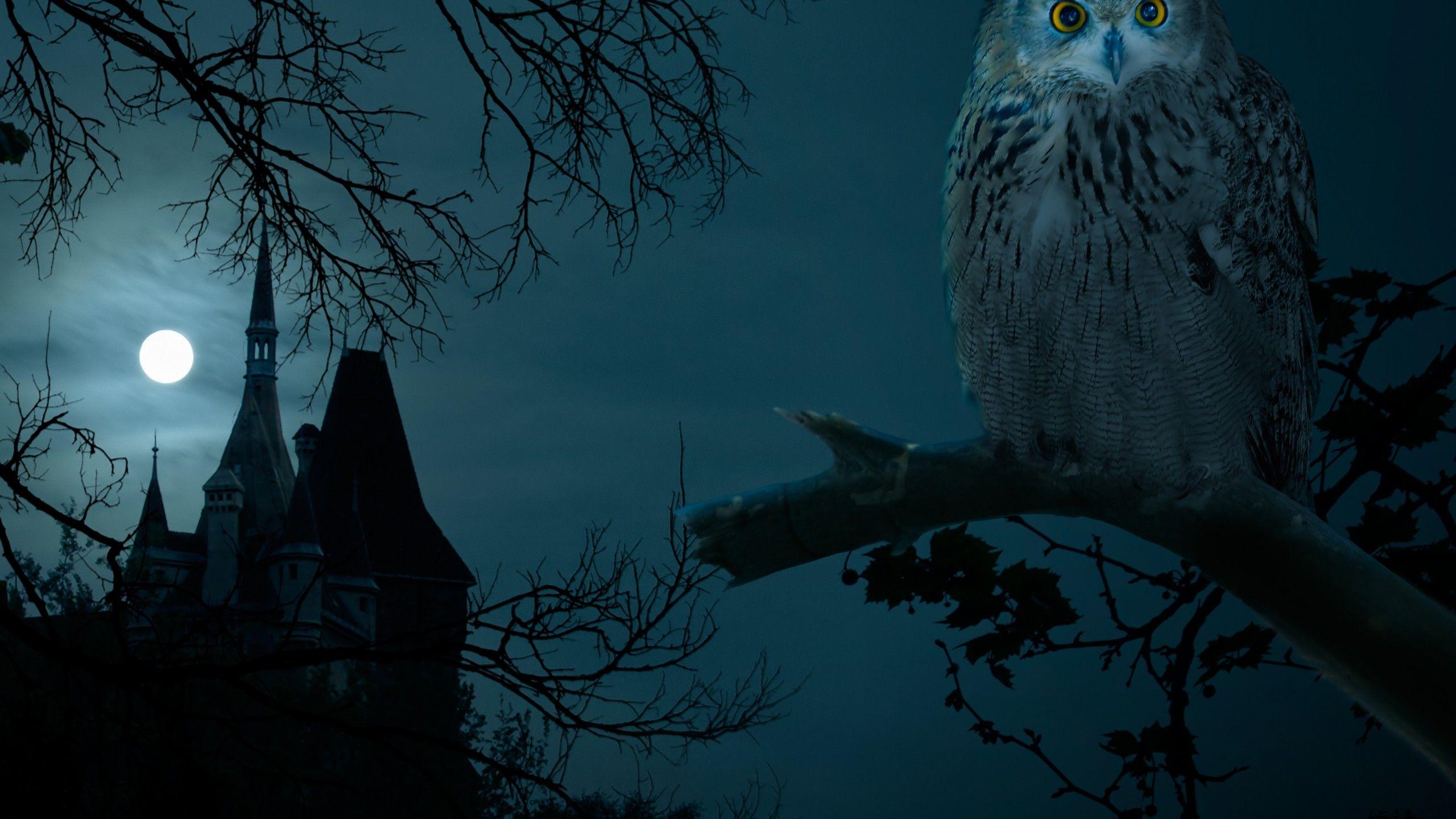 2560x1440 Owl Halloween Wallpaper