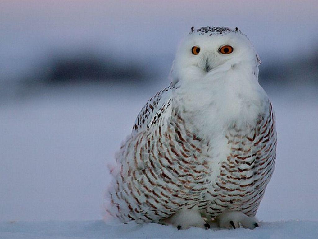 1024x768 White Owl Wallpaper