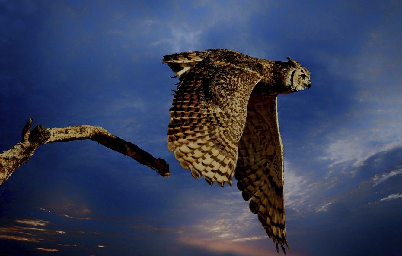 1332x850 Wallpaper the sky, flight, blue, owl, bird, treatment, branch image for desktop, section животные