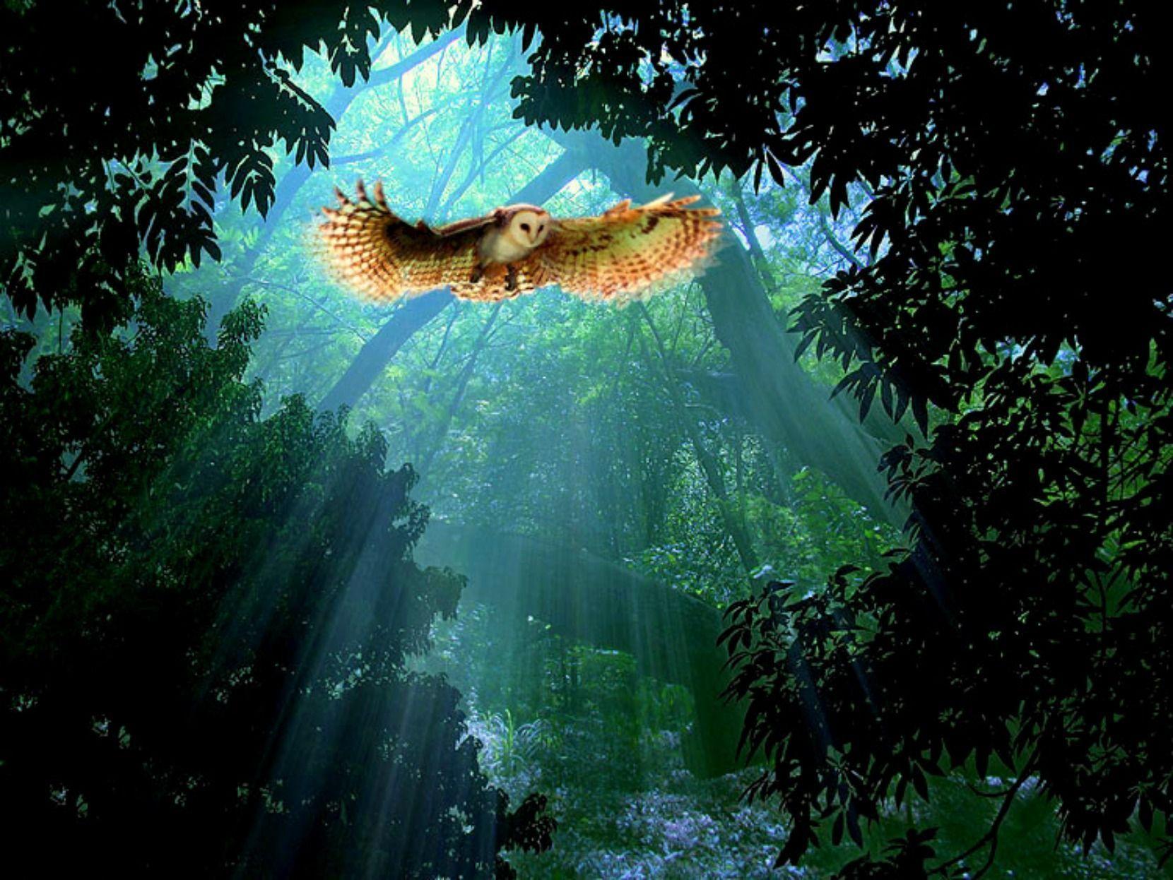 1660x1246 Owl Background