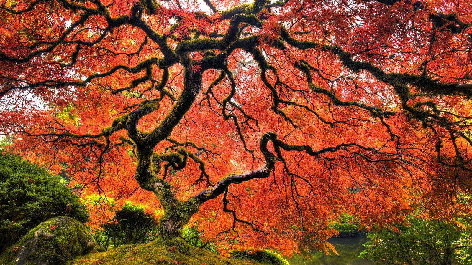 Japanese Maple Tree Wallpapers - Top Free Japanese Maple Tree ...