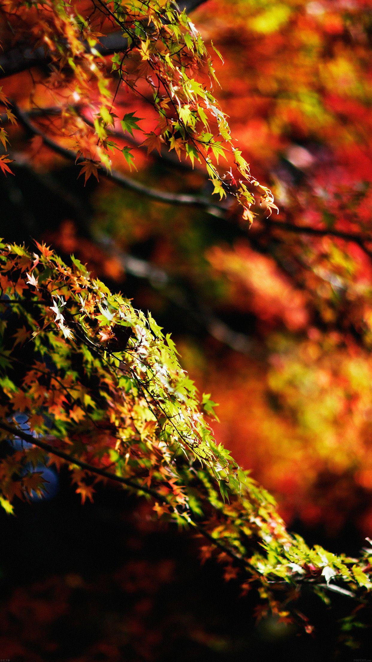1242x2208 Japanese Maple Tree Fall Nature Android wallpaper HD wallpaper