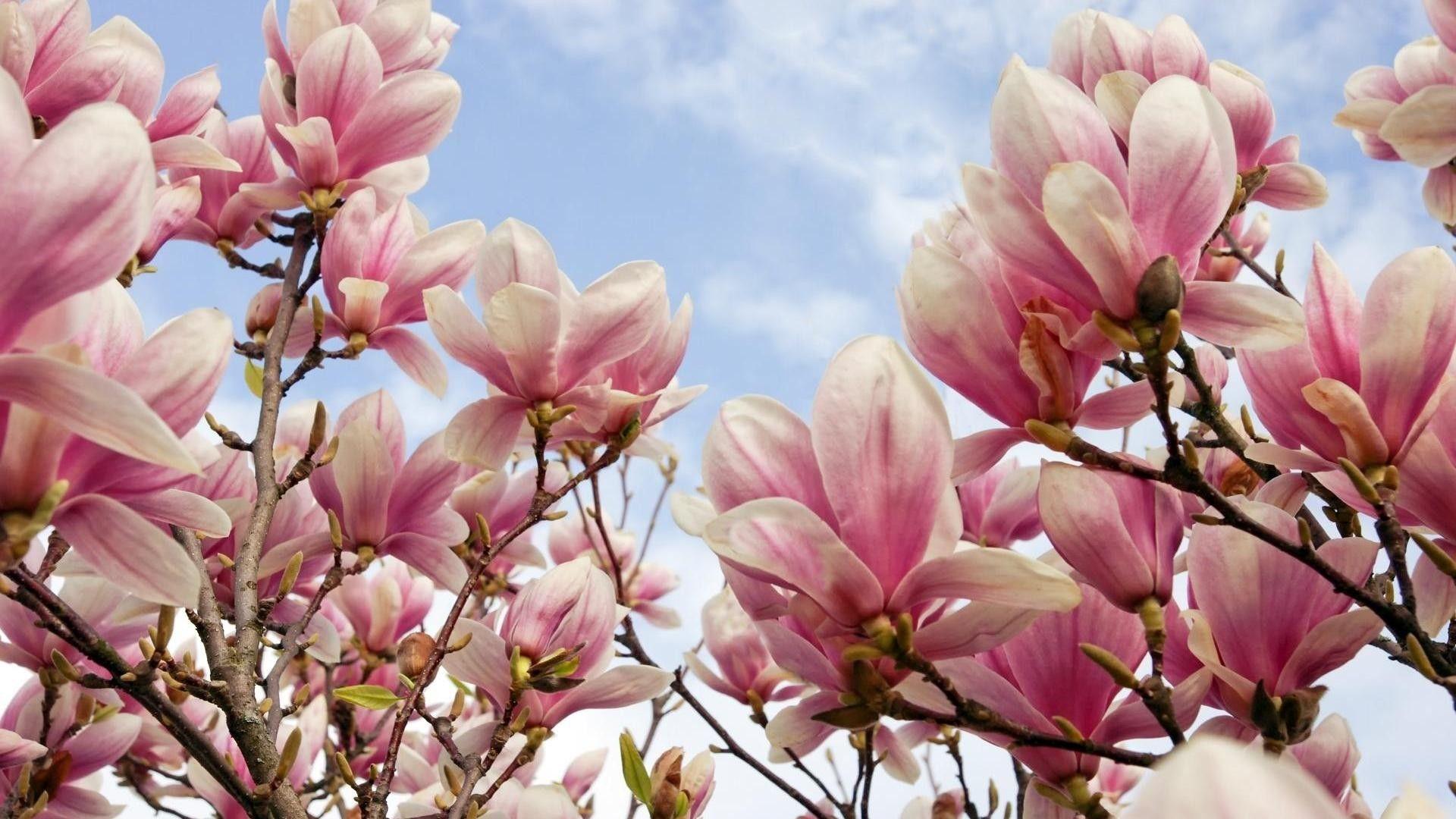 1920x1080 Magnolia Wallpaper background picture