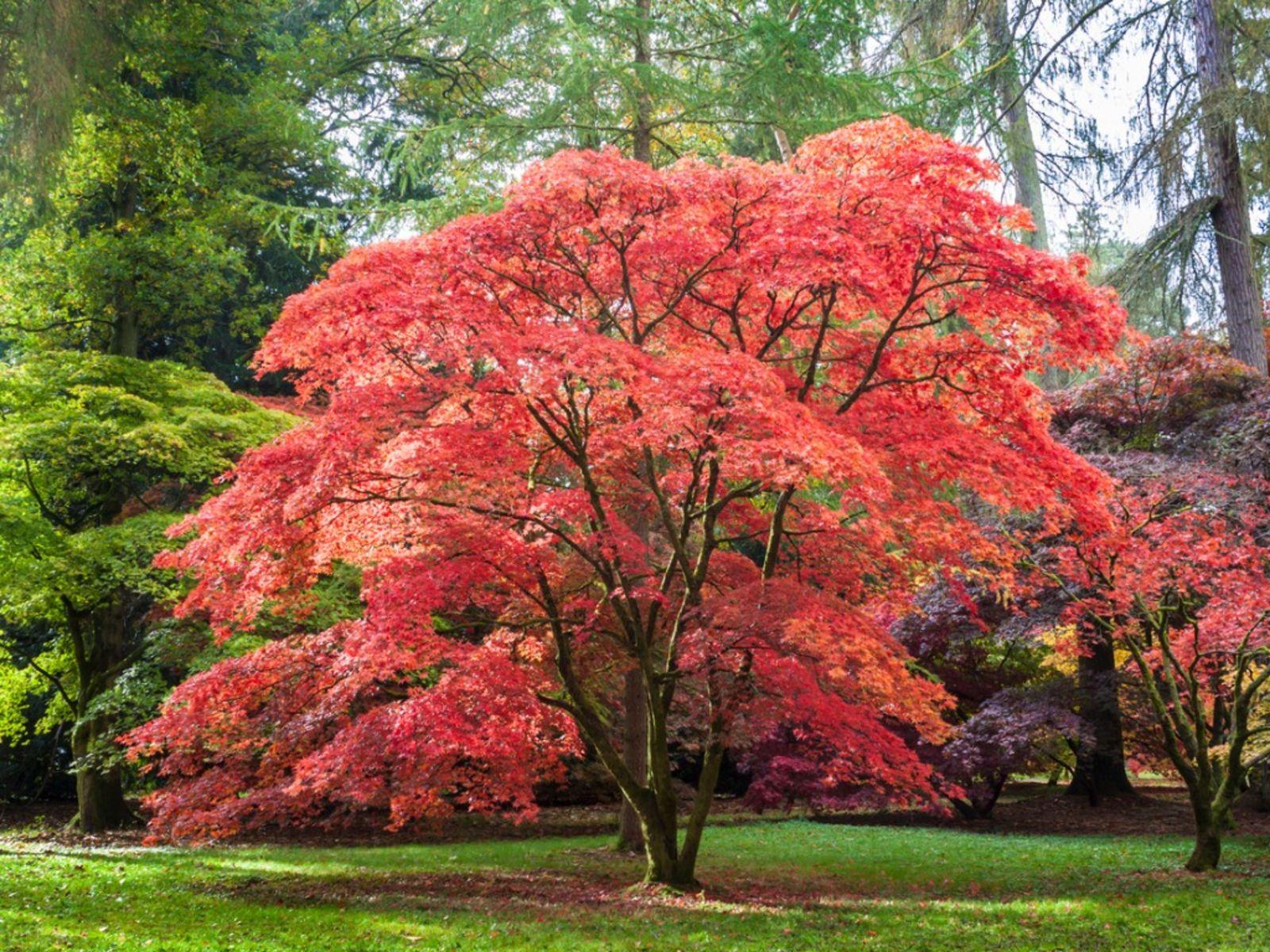 1600x1200 Planting A Japanese Maple Tree: Tips On Growing And Caring For Japanese Maples