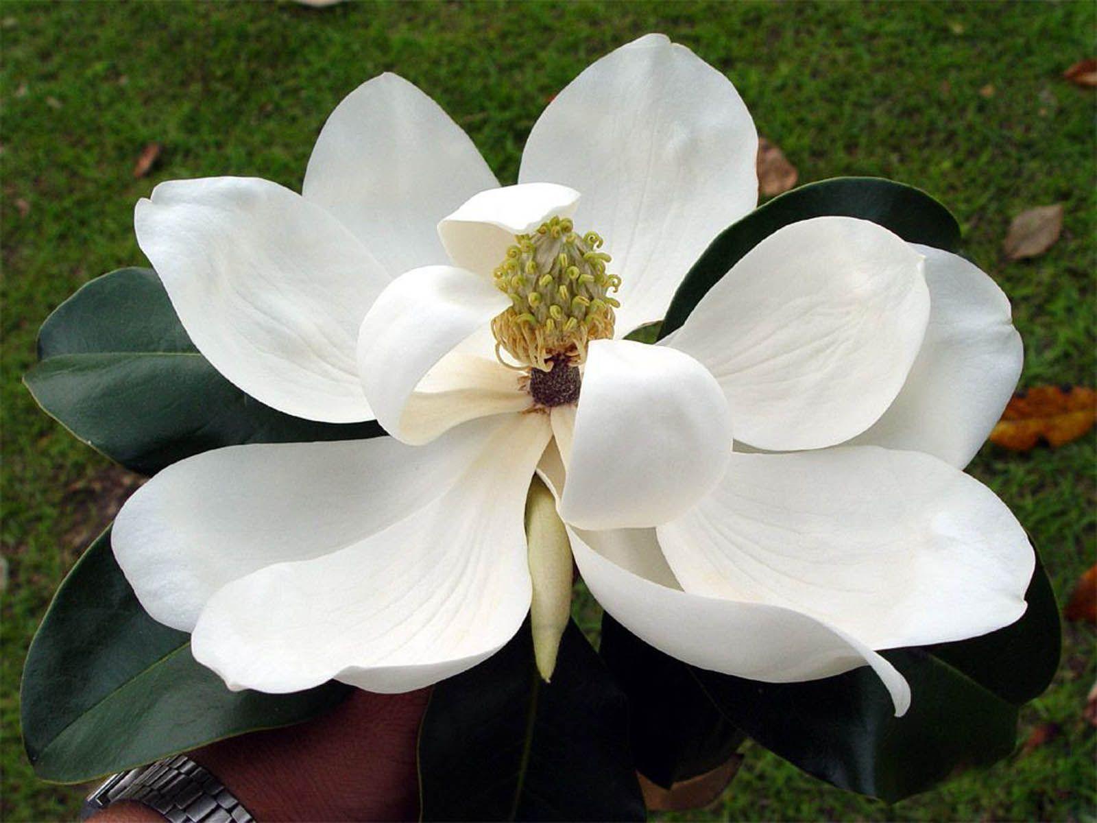 1600x1200 Nature Wallpaper: Southern Magnolia Flower Wallpaper