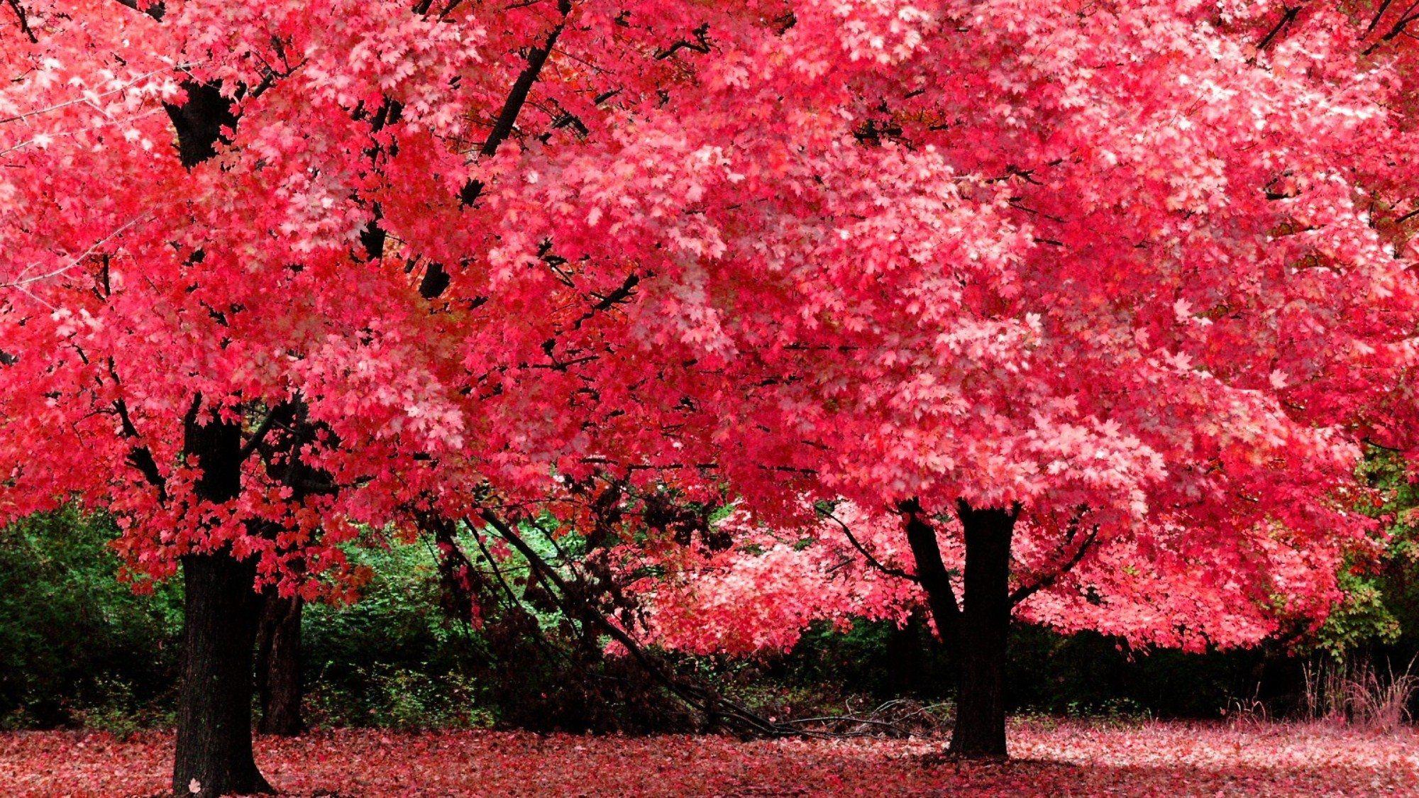 2000x1125 Nature tree beautiful maple autumn red wallpaperx1125