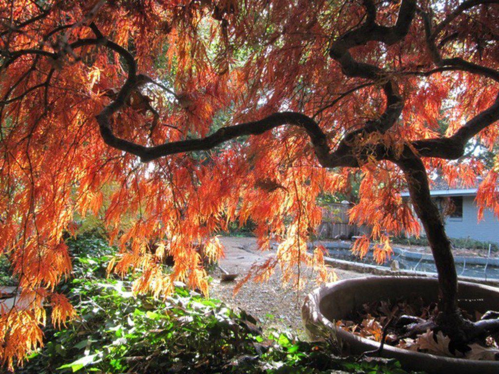 1024x768 How to choose the right maple tree for North Texas
