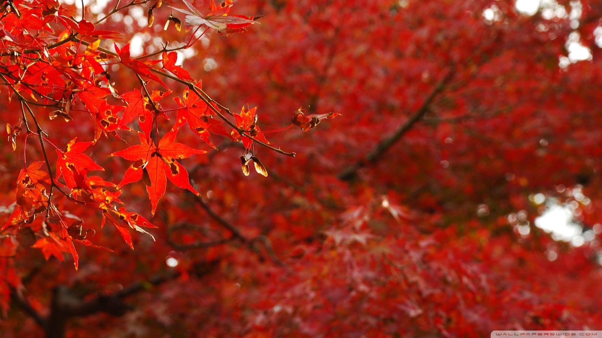 1920x1080 Download Japanese Maple Trees Wallpaper 1920x1080